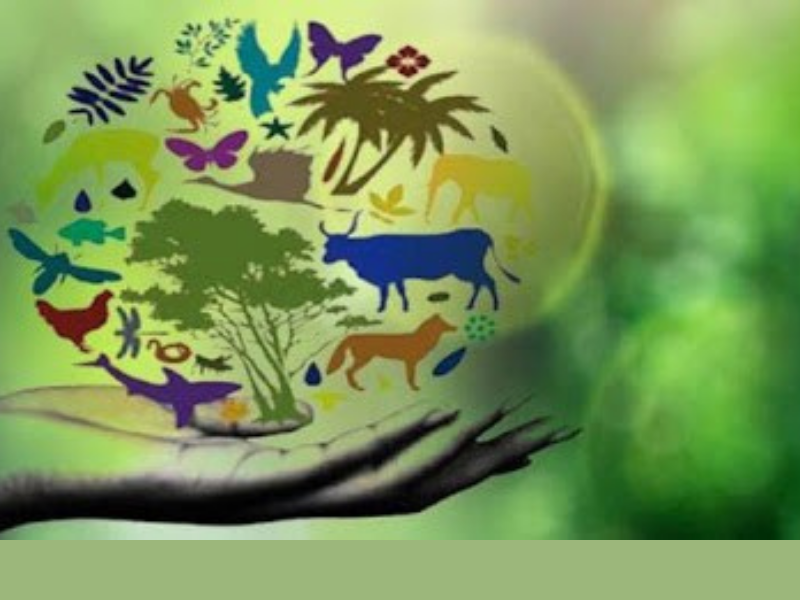 Nuovo Rapporto sulla perdita senza precedenti della biodiversità e la  conversione ecologica – FOCSIV